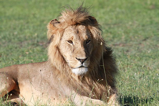 istock Portrait of a lion 183924639