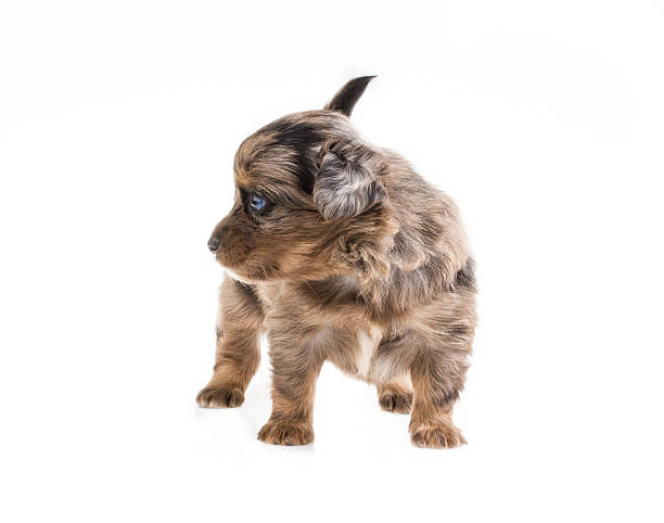 istock Funny puppy Chihuahua poses on a white background 183926568
