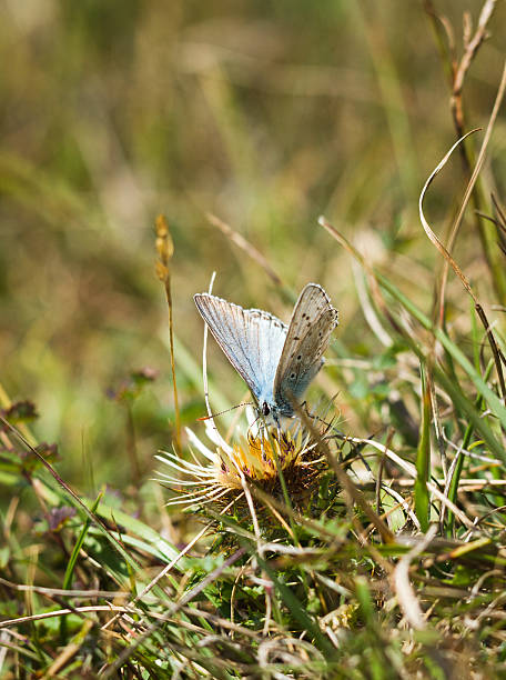 istock Male Chalkhill blue butterfly 183926602