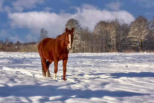 A lonely horse in a pasture covered with snow, winter. Poland