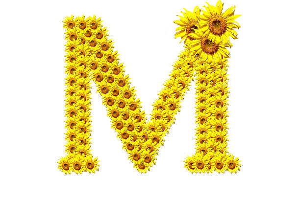 "M" sunflower alphabet stock photo