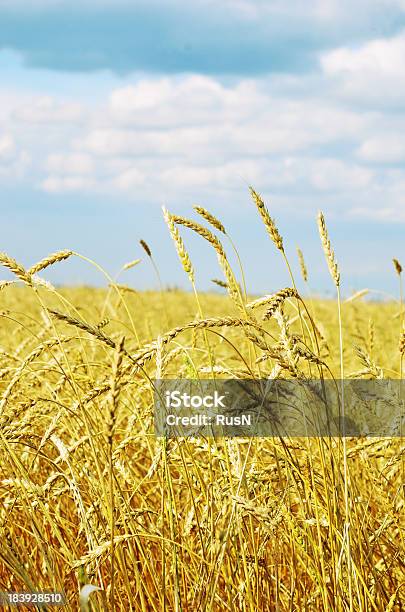 小麦のフィールド - Horizonのストックフォトや画像を多数ご用意 - Horizon, まぶしい, カラフル