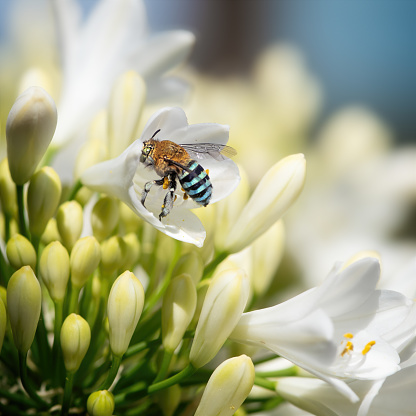 Australian native blue-banded bee collecting pollen from an Agapanthus flower