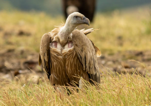 istock Griffon Vulture (Gyps fulvus) on feeding station 1839310269
