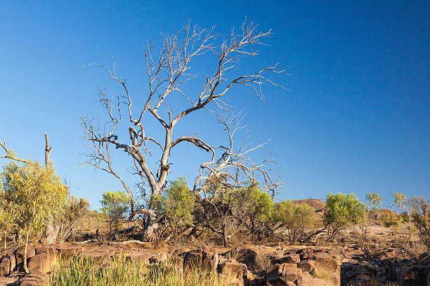 istock Dry tree. Flinders Ranges. South Australia 183931059