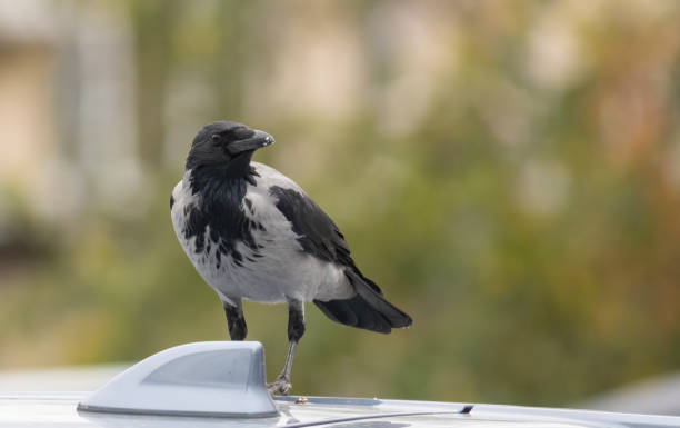 istock Carrion Crow (Corvus corone) sitting on car`s roof 1839310784