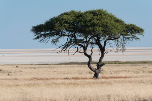 Tree at Etosha Pan in the national park in Namibia