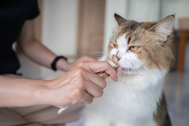istock Persian cat licking liquid snack. 1839316154