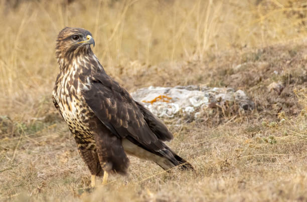 istock Common Buzzard in autumn mountain 1839318590