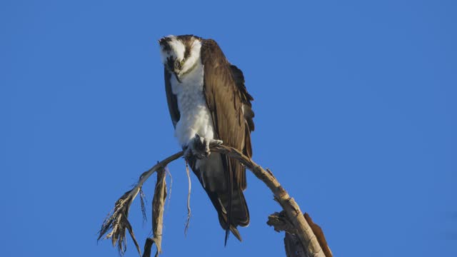 Osprey perched on small branch full body watching