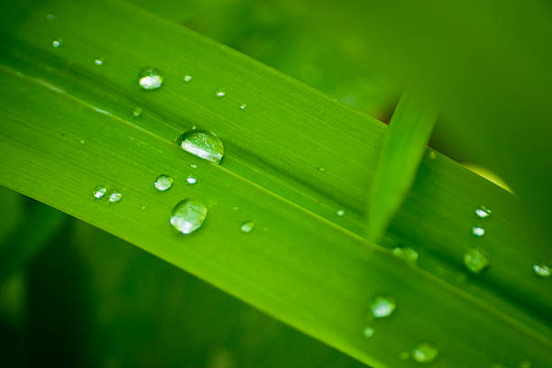 Blade of Grass and Water Droplet stock photo