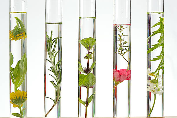 solution of medicinal plants and flowers in  test tubes stock photo