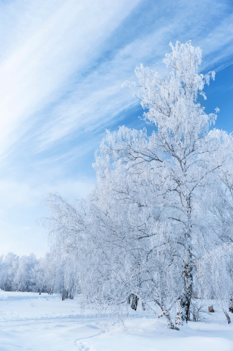 Winter outdoor nature landscape of a large tree with bare branches that are covered in frozen frost crystals with a clear blue sky behind it.