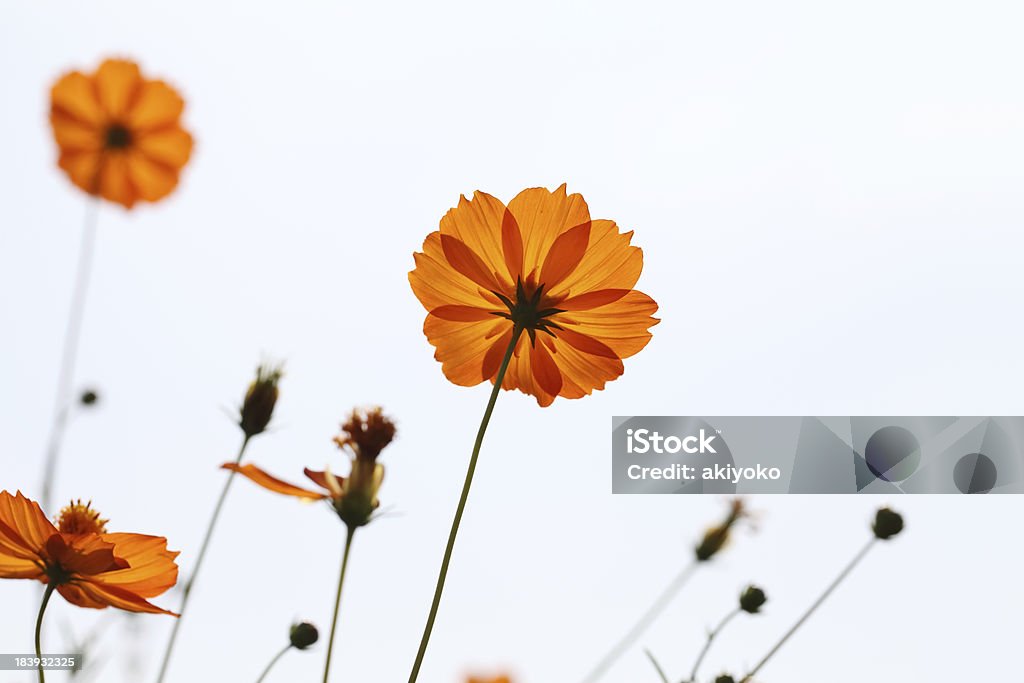 Cosmos flores - Foto de stock de Beleza royalty-free