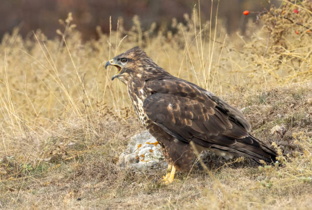 istock Common Buzzard in autumn mountain 1839323931