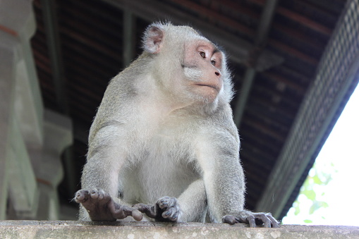 Adult male long tail macaque