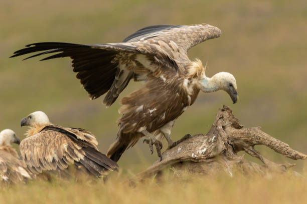 istock Griffon Vulture (Gyps fulvus) on feeding station 1839345677