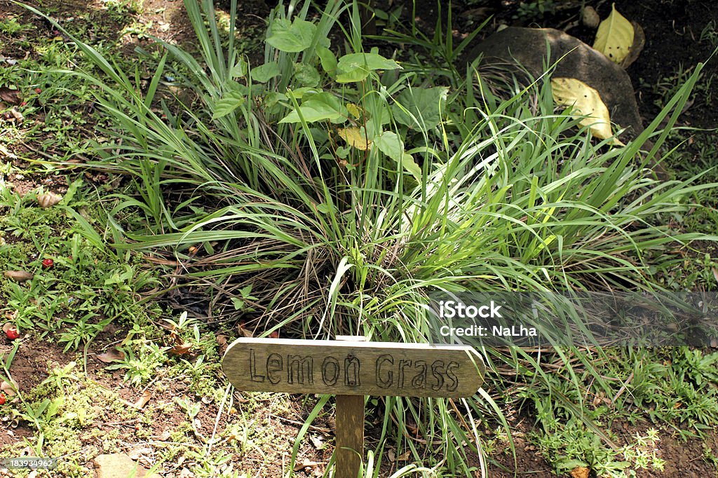 Lemongrass Lemongrass-plant in a herb-garden with name-sign Asia Stock Photo