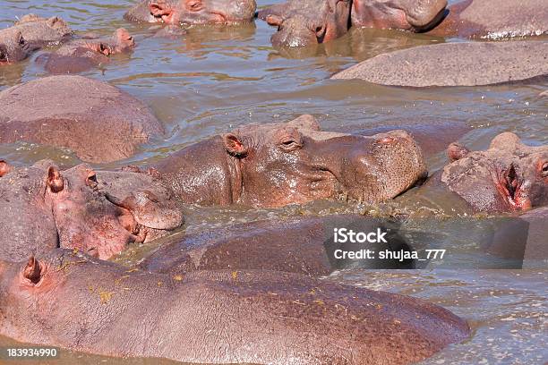 Photo libre de droit de De Nombreux Hippopotamuses Baignent Dans La Rivière banque d'images et plus d'images libres de droit de Afrique