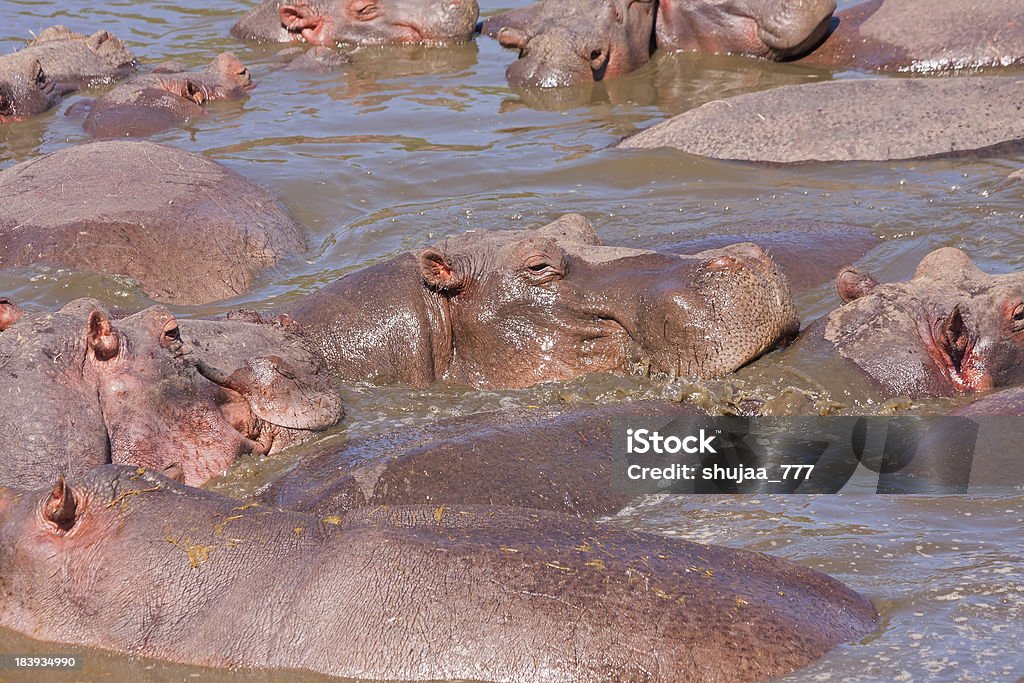 수많은 Hippopotamuses 목욕 중 강 - 로열티 프리 0명 스톡 사진