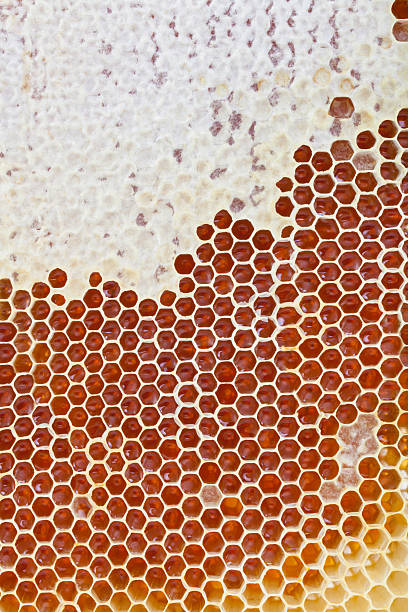 istock Organic food and all things related 183935030