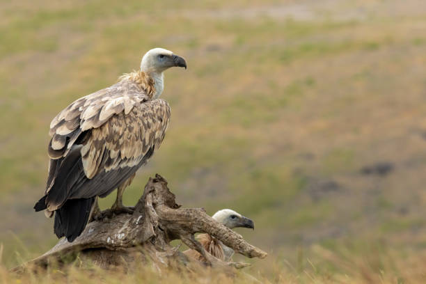 istock Griffon Vulture (Gyps fulvus) on feeding station 1839352473