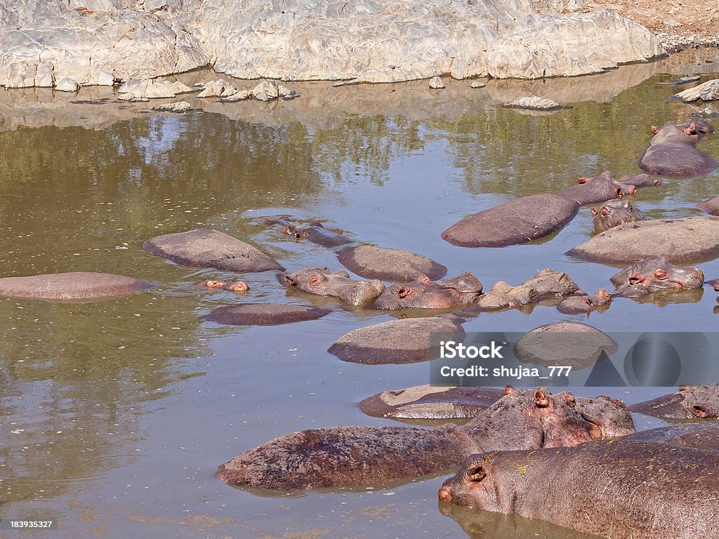 Zahlreiche Hippopotamuses Baden im Fluss mit Steinen bank - Lizenzfrei Afrika Stock-Foto