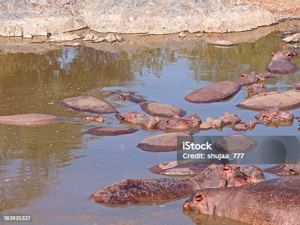 Numerosos Hippopotamuses Disfrutar Al Río Con Banco De Piedra Foto de stock y más banco de imágenes de Agua