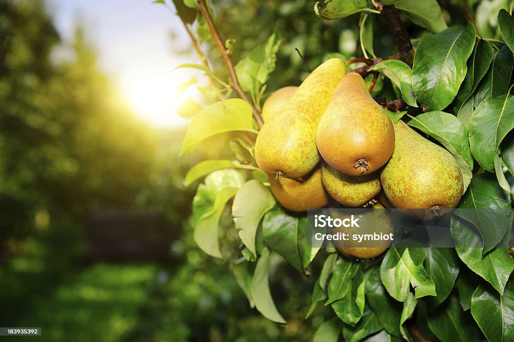 Bio de poires sur une branche d'arbre dans le soleil - Photo de Poire libre de droits