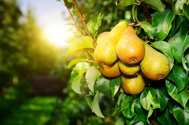 bio de poires sur une branche d'arbre dans le soleil - poire photos et images de collection