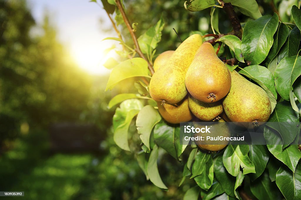 Organic pears on a tree branch in the sun Fresh pears on tree branch at sunny day Pear Stock Photo