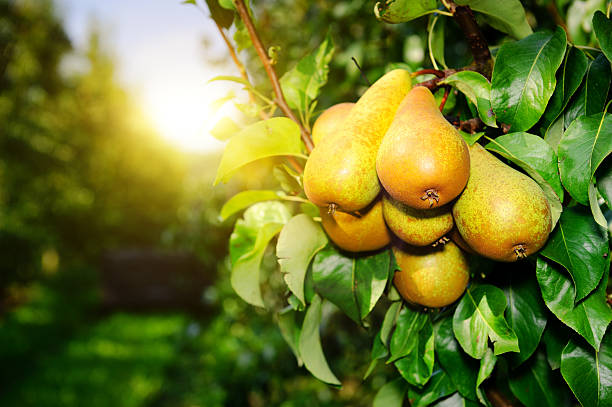 Organic pears on a tree branch in the sun Fresh pears on tree branch at sunny day pear stock pictures, royalty-free photos & images