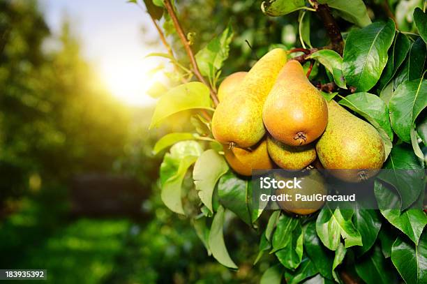Organic Pears On A Tree Branch In The Sun Stock Photo - Download Image Now - Pear, Pear Tree, Tree