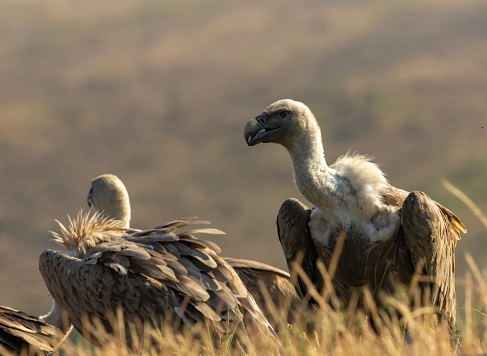 Griffon Vulture (Gyps fulvus) on feeding station
