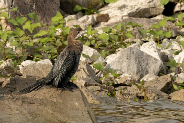istock Pygmy Cormorant sitting on stone 1839359703
