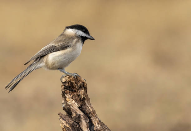 istock Sombre Tit on feeding station 1839361802