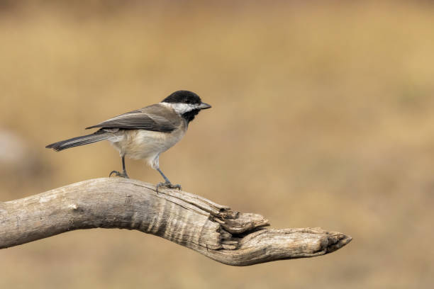 istock Sombre Tit on feeding station 1839362355
