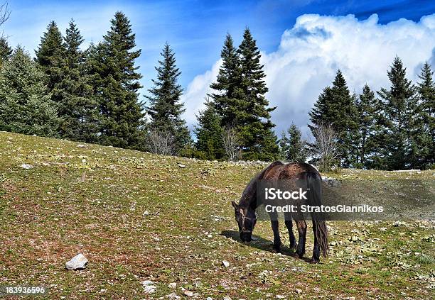 Photo libre de droit de Cheval Gratuit banque d'images et plus d'images libres de droit de Animaux de compagnie - Animaux de compagnie, Arbre, Beauté de la nature