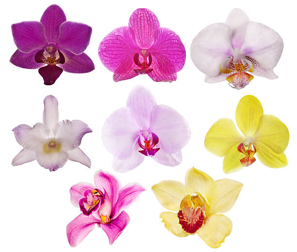 istock eight isolated orchid flowers set 183936616