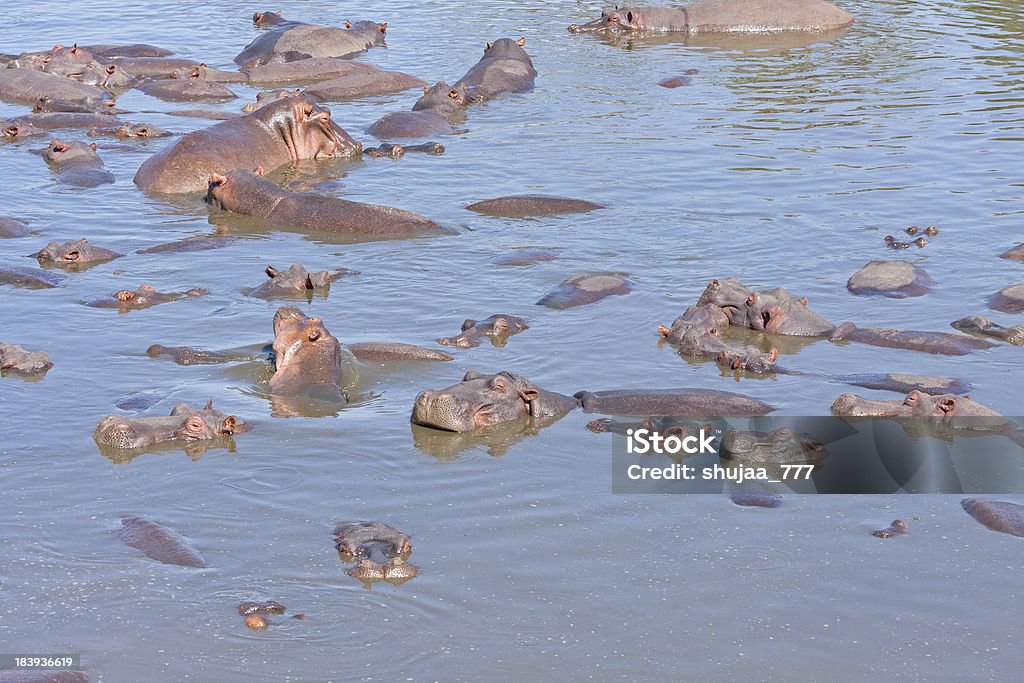 Zahlreiche Hippopotamuses Baden im Fluss - Lizenzfrei Afrika Stock-Foto