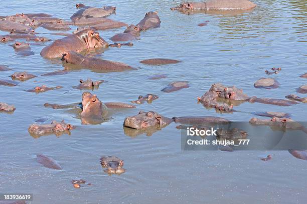 Photo libre de droit de De Nombreux Hippopotamuses Baignent Dans La Rivière banque d'images et plus d'images libres de droit de Afrique