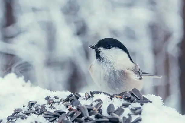 Small mobile tit - Brown-headed tit (plump tit) in winter snowy forest feeding on raw sunflower seeds.