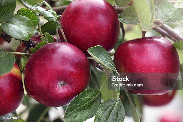 레드 사과들 과일에 대한 스톡 사진 및 기타 이미지 - 과일, 나무, 나뭇가지