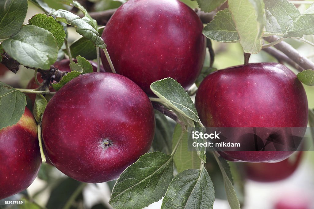 red яблоки - Стоковые фото Ветвь - часть растения роялти-фри