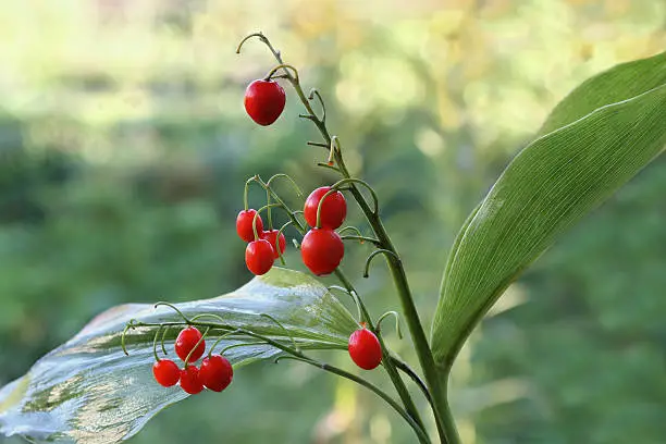 red fruits of lily of the valley on a green background