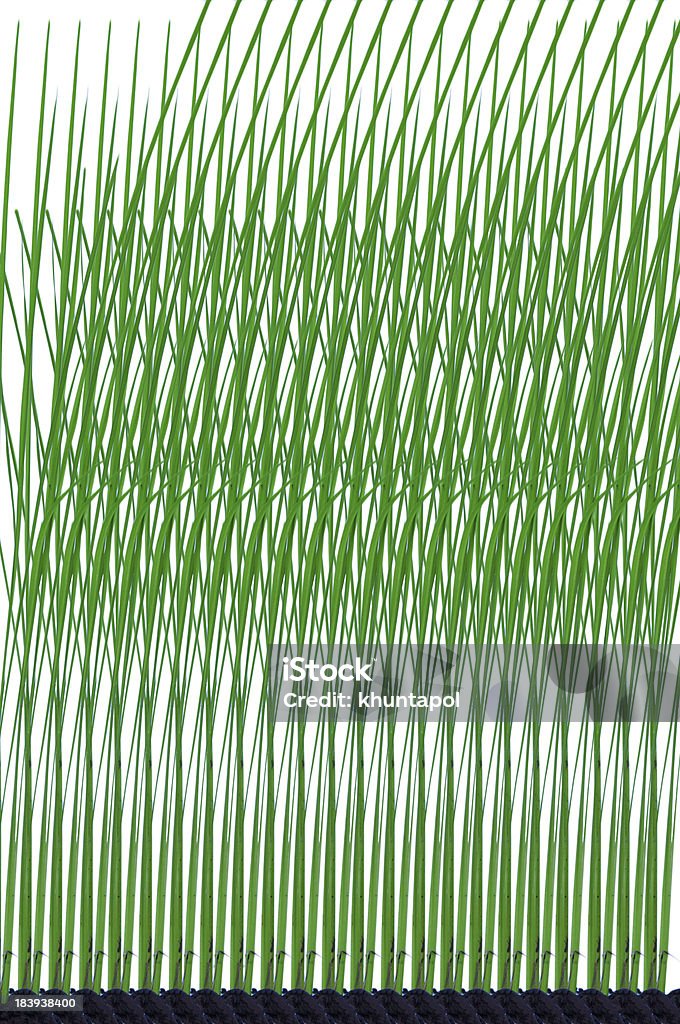 緑の田んぼの植物模様の背景 - カットアウトのロイヤリティフリーストックフォト