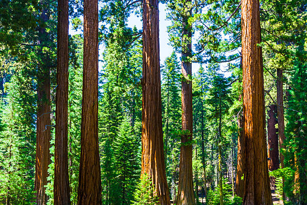 istock Sequoia trees in Kings Canyon National Park 183938671