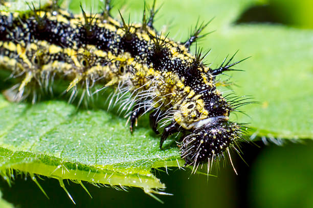 istock The Butterfly Caterpillar Larva 183938921