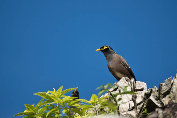 Indian myna bird on rotten tree trunk, Mahe, Seychelles.