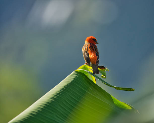 istock Madagascar fody on banana leaf 1839393179
